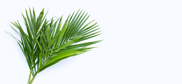 Tropical palm leaves on white surface.