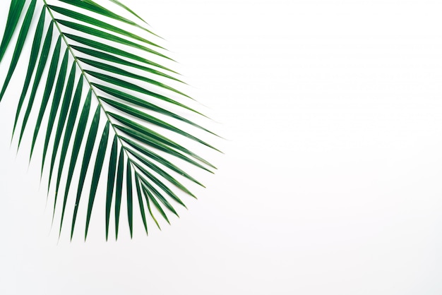 Tropical palm leaves with copy space