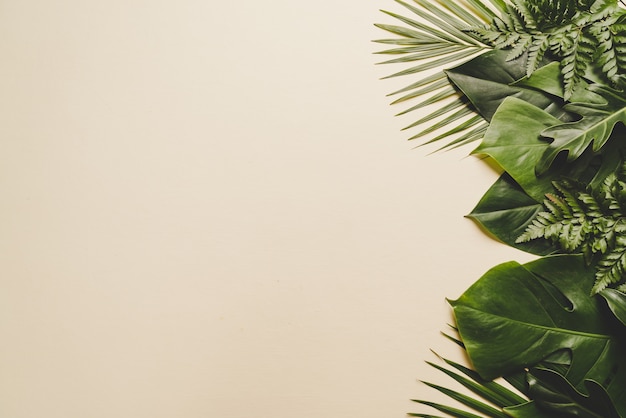 Tropical palm leaves with copy space