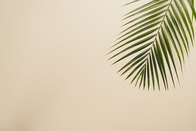 Tropical palm leaves with copy space