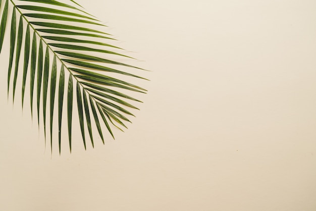 Tropical palm leaves with copy space