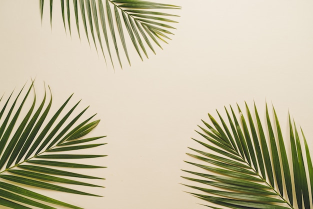 Tropical palm leaves with copy space