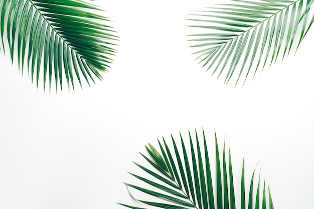 Tropical palm leaves with copy space