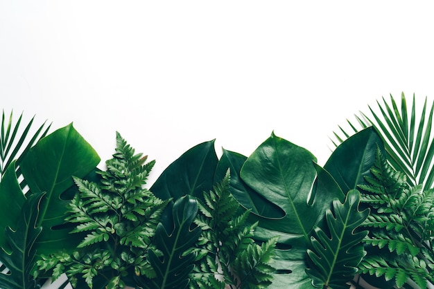 tropical palm leaves with copy space