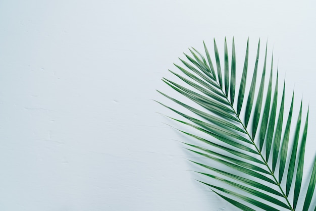 Tropical palm leaves with copy space