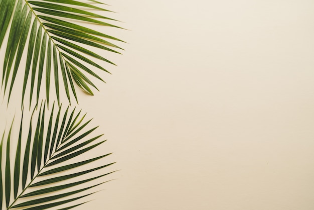 Tropical palm leaves with copy space