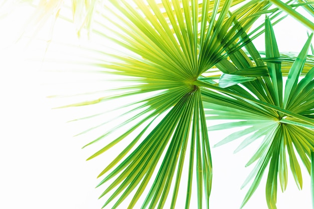 Tropical palm leaves, with place for text. Blurred abstract background with sunlight