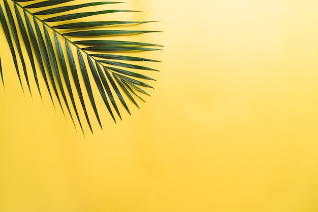 Tropical palm leaves on yellow background with copyspace