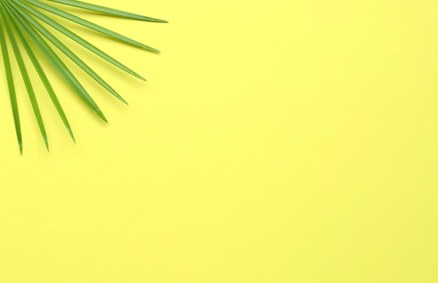 Tropical palm leaves on yellow background