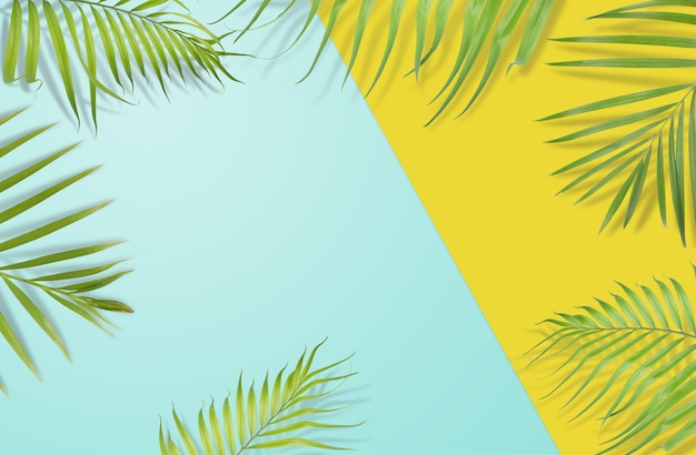 Tropical palm leaves on yellow and light blue background. Minimal nature. Summer Styled.