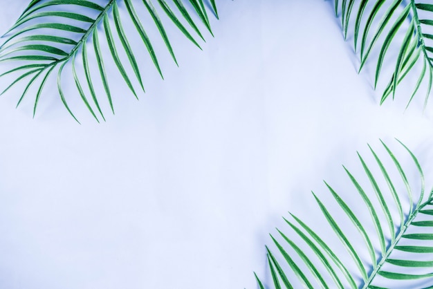 Tropical palm and monstera leaves background 