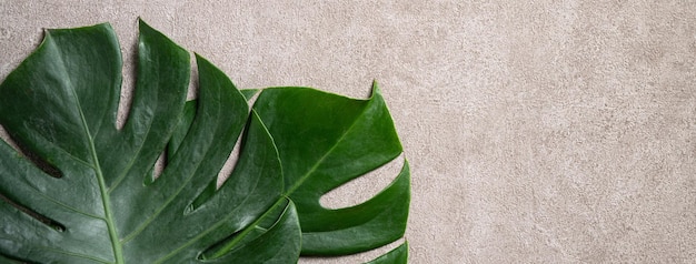 Tropical palm monstera leaves isolated on gray table background