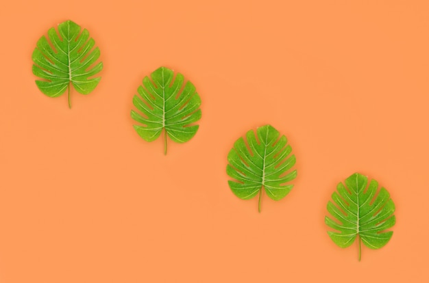 Tropical palm monstera leaves lies on a pastel colored paper.