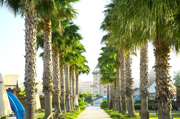 リゾートの熱帯のヤシの木の路地