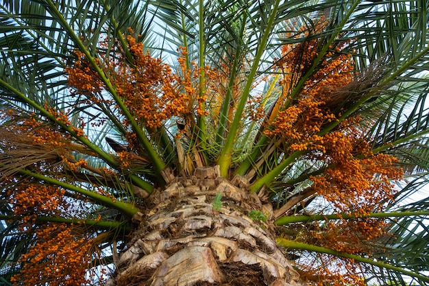 A tropical palm tree and its fruits on a sunny day