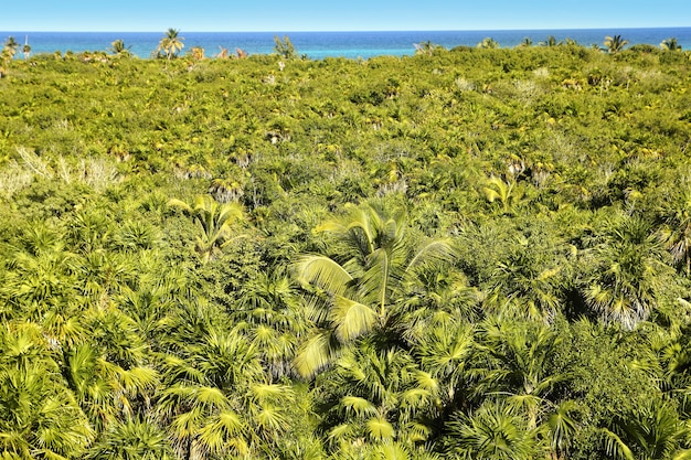 Giungla tropicale della palma sian kaan tulum