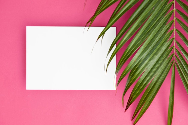 Tropical palm tree leaf on a bright pink background with copy spcae