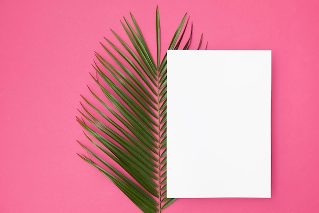 Tropical palm tree leaf on a bright pink background with copy spcae