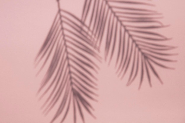 Tropical palm tree leaf shadow on a pastel pink background Summertime layout