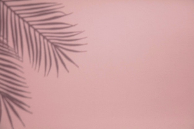 Tropical palm tree leaf shadow on a pastel pink background Summertime layout