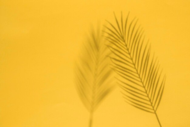 Tropical palm tree leaf shadow on a yellow background Summertime layout