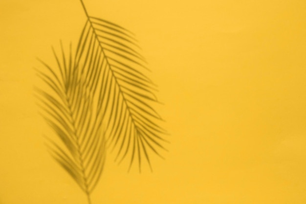 Tropical palm tree leaf shadow on a yellow background summertime layout