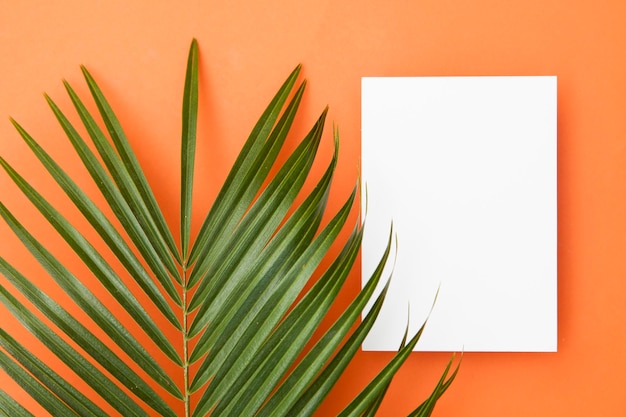 Tropical palm tree leaf on a summer orange background with copy spcae