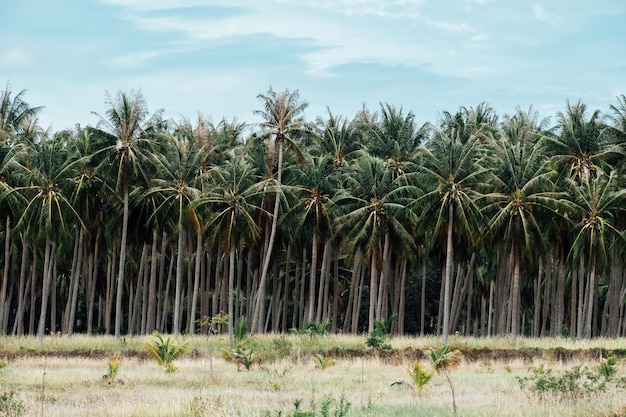 Tropical palm tree plantation with lush vegetation under blue sky