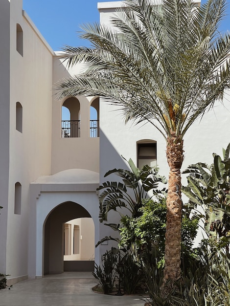 Tropical palm tree with lush green leaves near beige house, resort building in front of blue sky