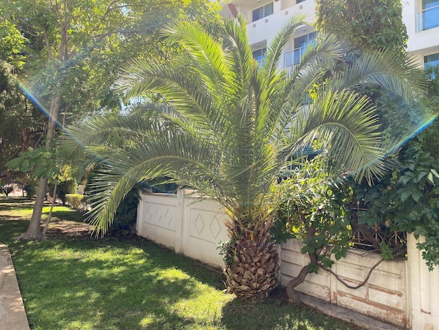 Tropical palm tree with lush green leaves near white house resort building with blue sky background