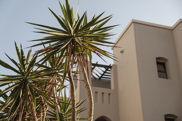 白い家、青い空とリゾートの建物の近くに緑豊かな葉を持つ熱帯のヤシの木