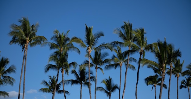 空に太陽の光と熱帯のヤシの木抽象的な背景夏休みと自然旅行の冒険のコンセプトヤシの熱帯のデザイン