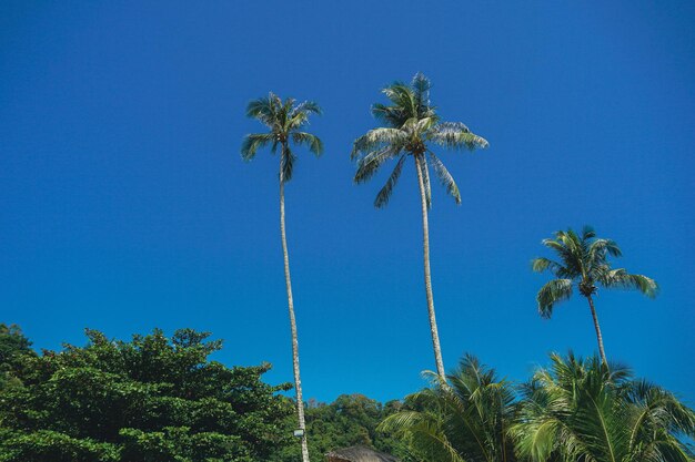 Tropical palm tree with sun light on sky background summer season coconut palm trees on beach