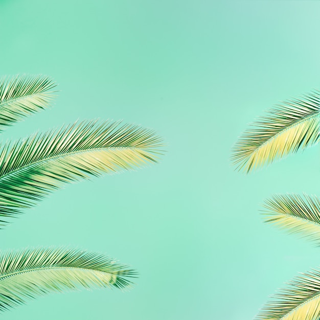Фото Тропическая пальма с солнечным светом на мяте