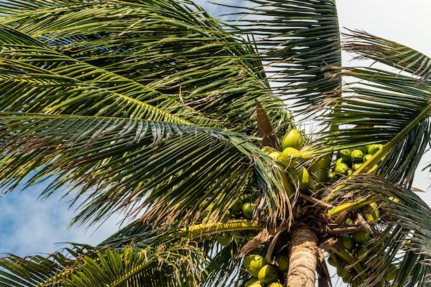 Tropical Palm Tree