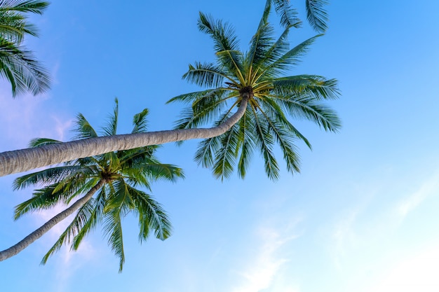 Tropical palm trees against a blue-purple sunset sky. Sunset in the tropics