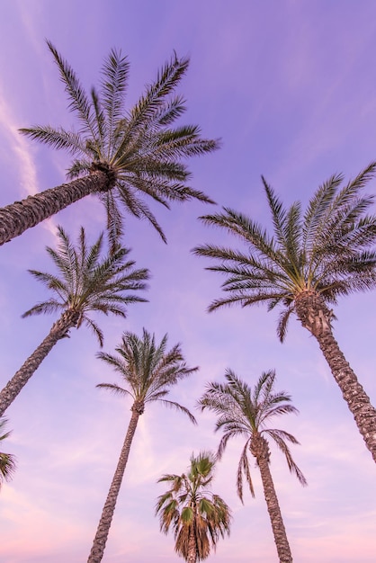 Tropical palm trees on the beach