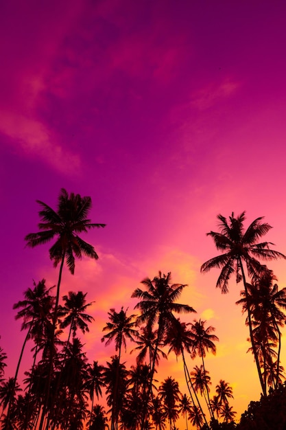 Tropical palm trees silhouettes