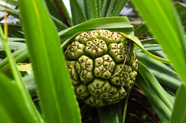 Tropical pandanus plant outdoors closeup