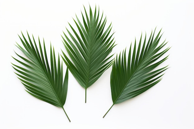 Tropical Paradise Green Palm Leaves on a White Background