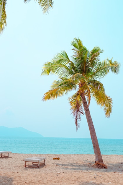 Tropical paradise landscape. Palm tree on the beach on the sand, empty sun loungers for relaxation.