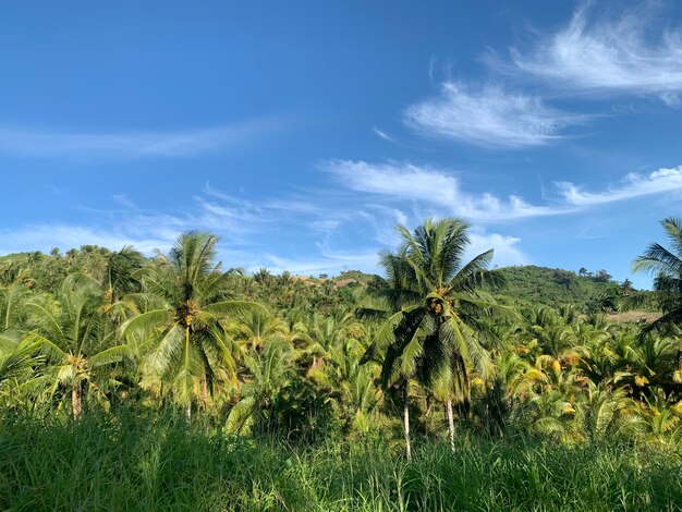 tropical paradise palm grove