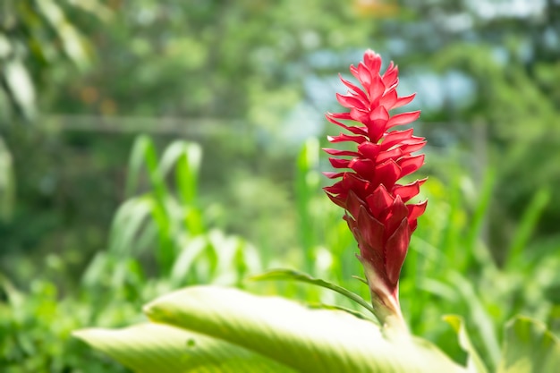 熱帯のパティオ植物。レッドジンジャーグアテマラのalpinia purpurata。