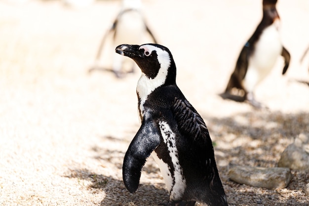 Pinguini tropicali sulla spiaggia vicino alla piscina, pinguini allo zoo, pinguini in una giornata estiva