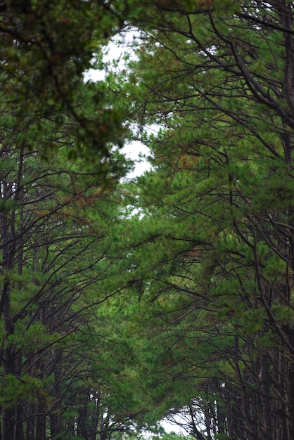 Tropical pine forest in Thailand