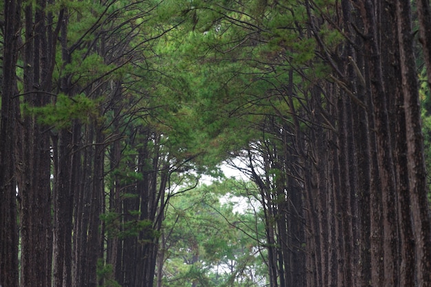 Photo tropical pine forest in thailand