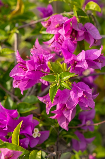 Tropical pink bougainvillea shrub flower with green leaves