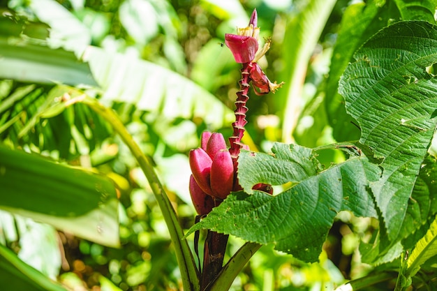 Tropical pink flower among green plants in the jungle