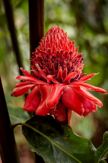 Tropical pink flower