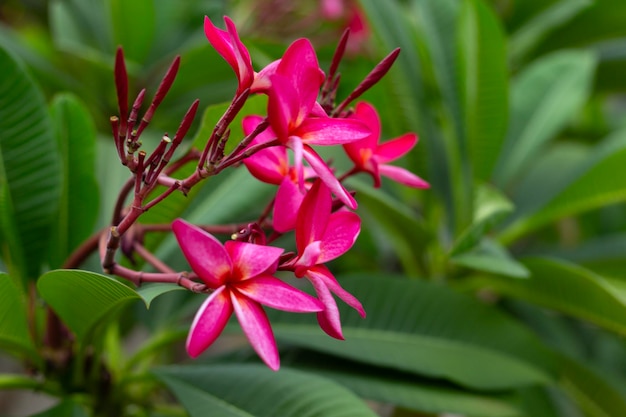 Tropical pink frangipani flowers on green leaves background close up plumeria tree